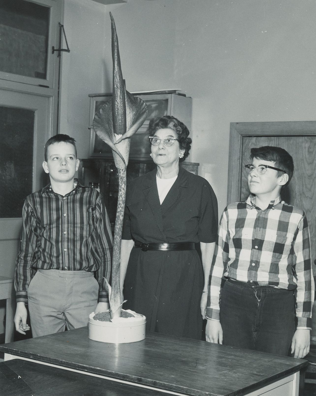 1950s
